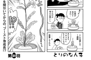 第８２４羽 표지